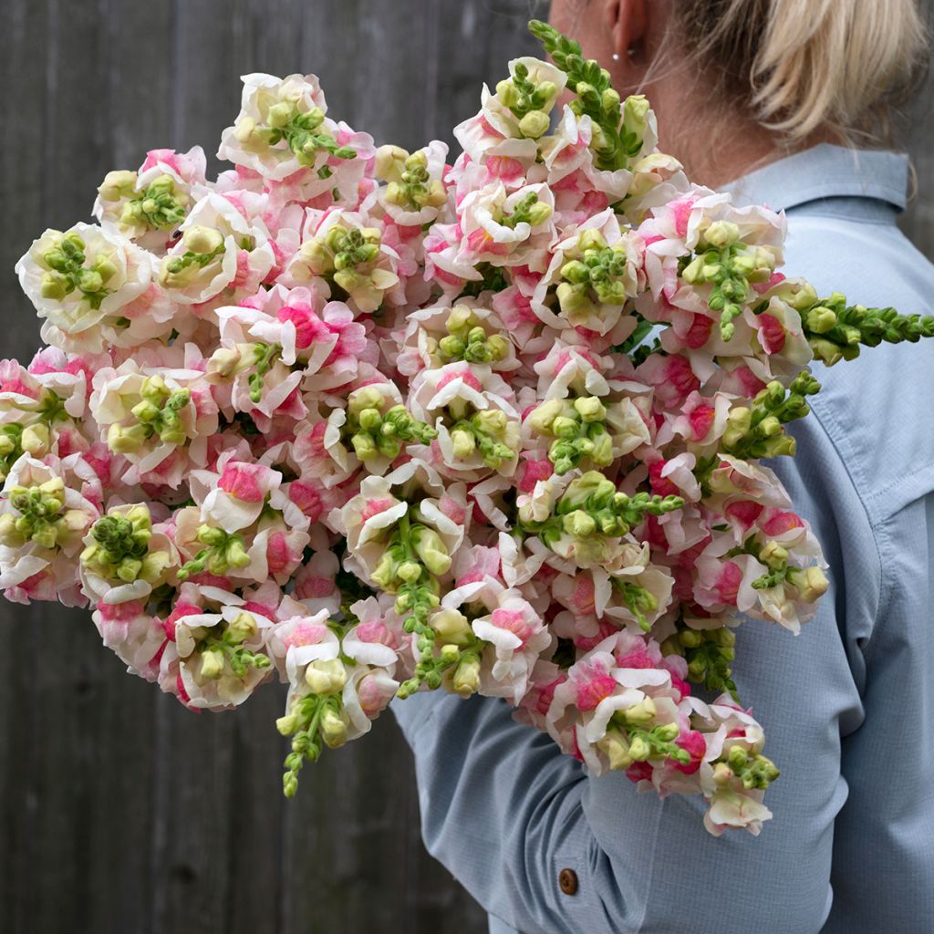 Graines de Muflier Opus III/IV Appleblossom - Antirrhinum