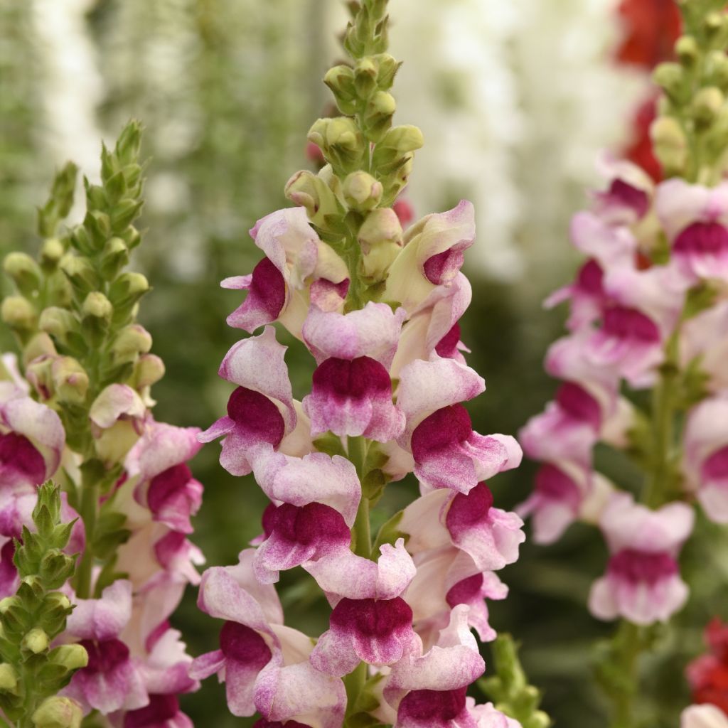 Graines de Muflier F1 Potomac Plumblossom - Antirrhinum majus