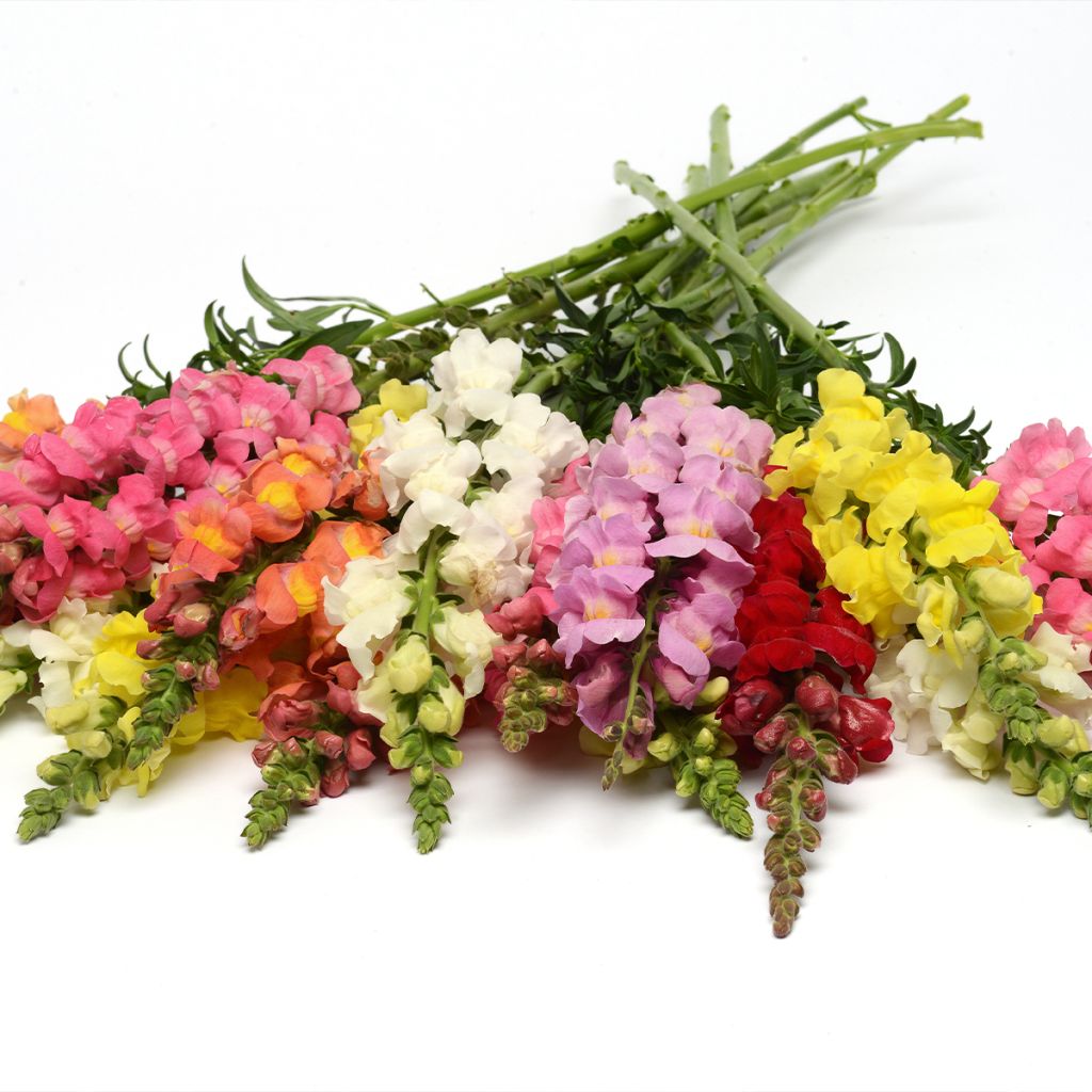 Graines de Muflier F1 Rocket Mix - Antirrhinum majus