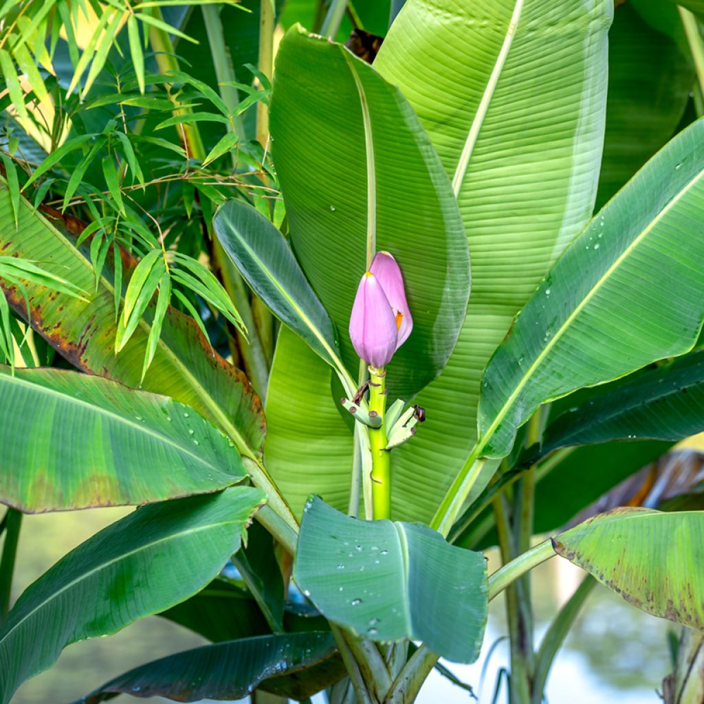 Graines de Musa velutina - Bananier rose