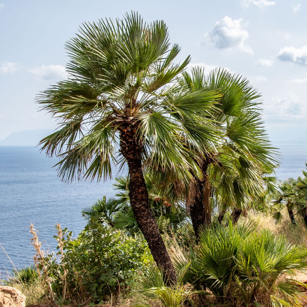 Graines de Palmier nain - Chamaerops humilis