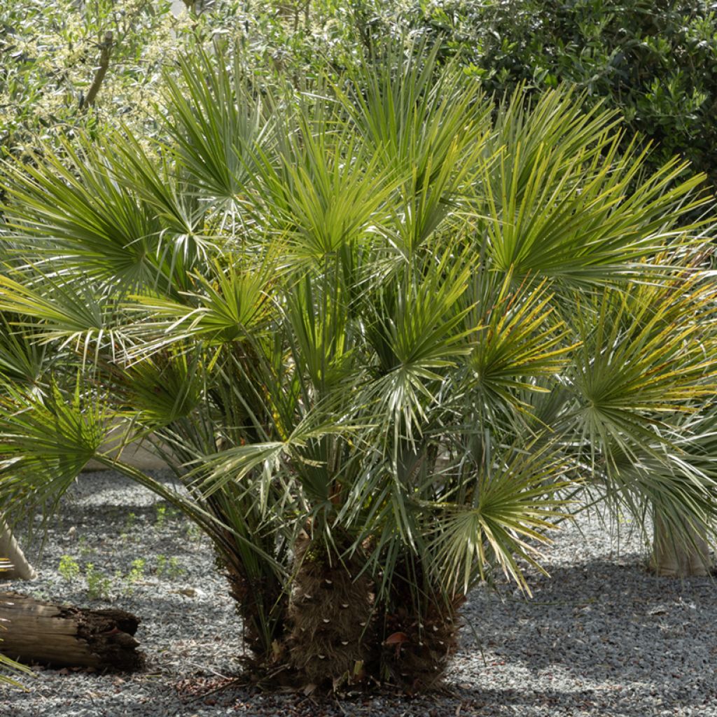 Graines de Palmier nain - Chamaerops humilis