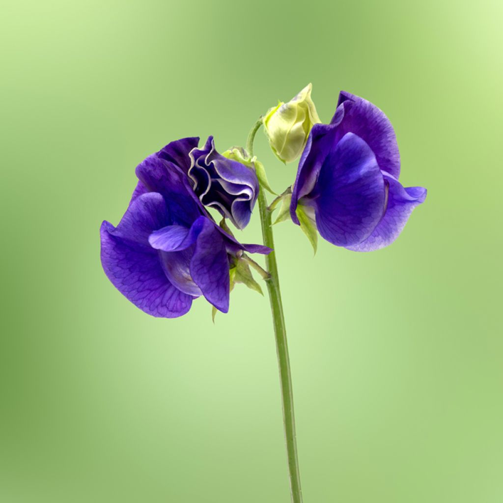 Graines de Pois de senteur King Size Navy Blue - Lathyrus odoratus