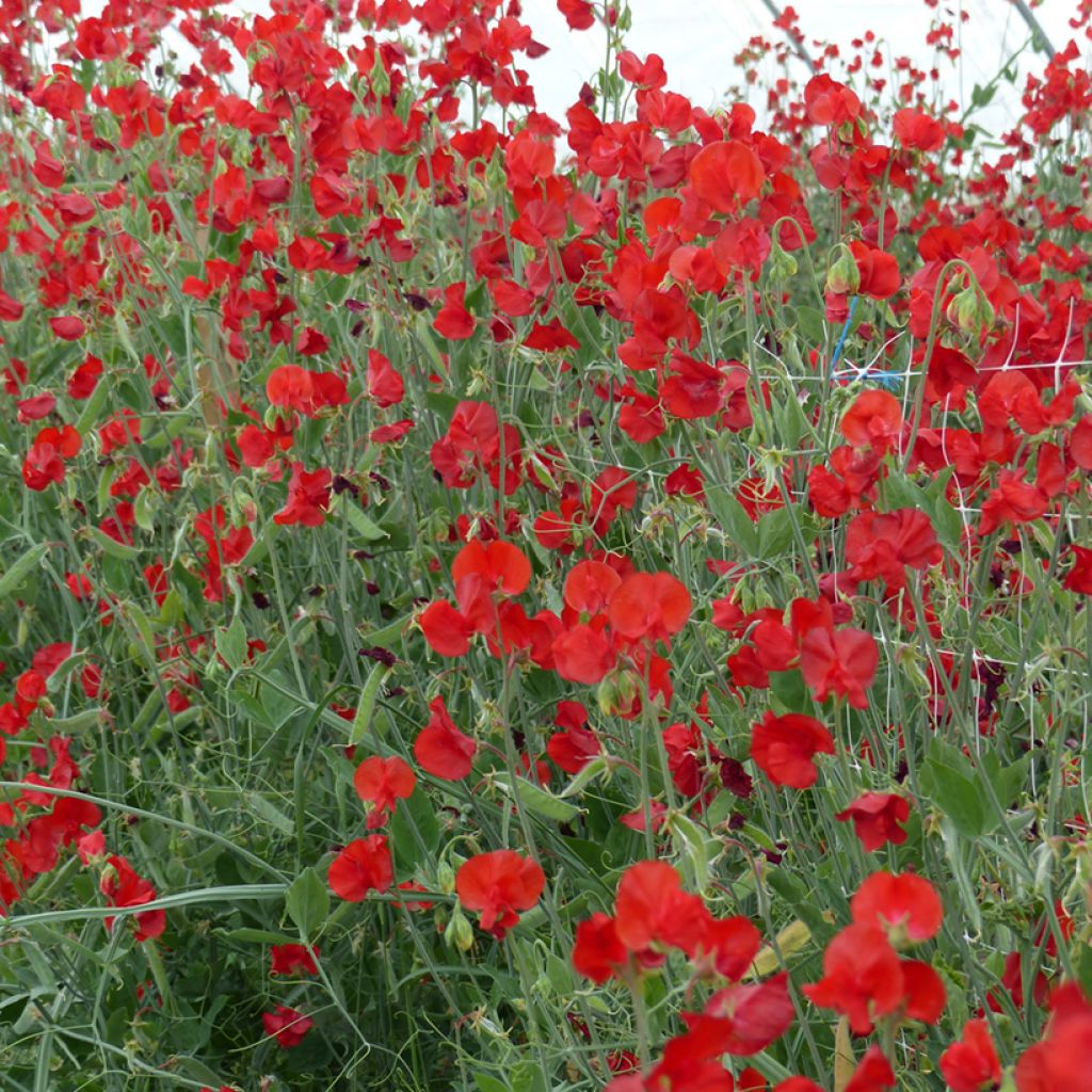 Graines de Pois de senteur Spring Sunshine Scarlet - Lathyrus odoratus 