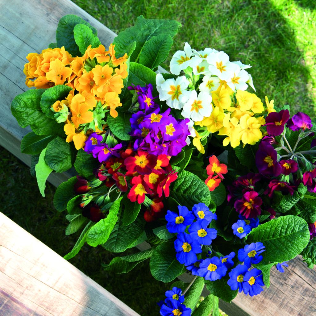 Graines de Primevère Crescendo® Mix (primed) - Primula elatior