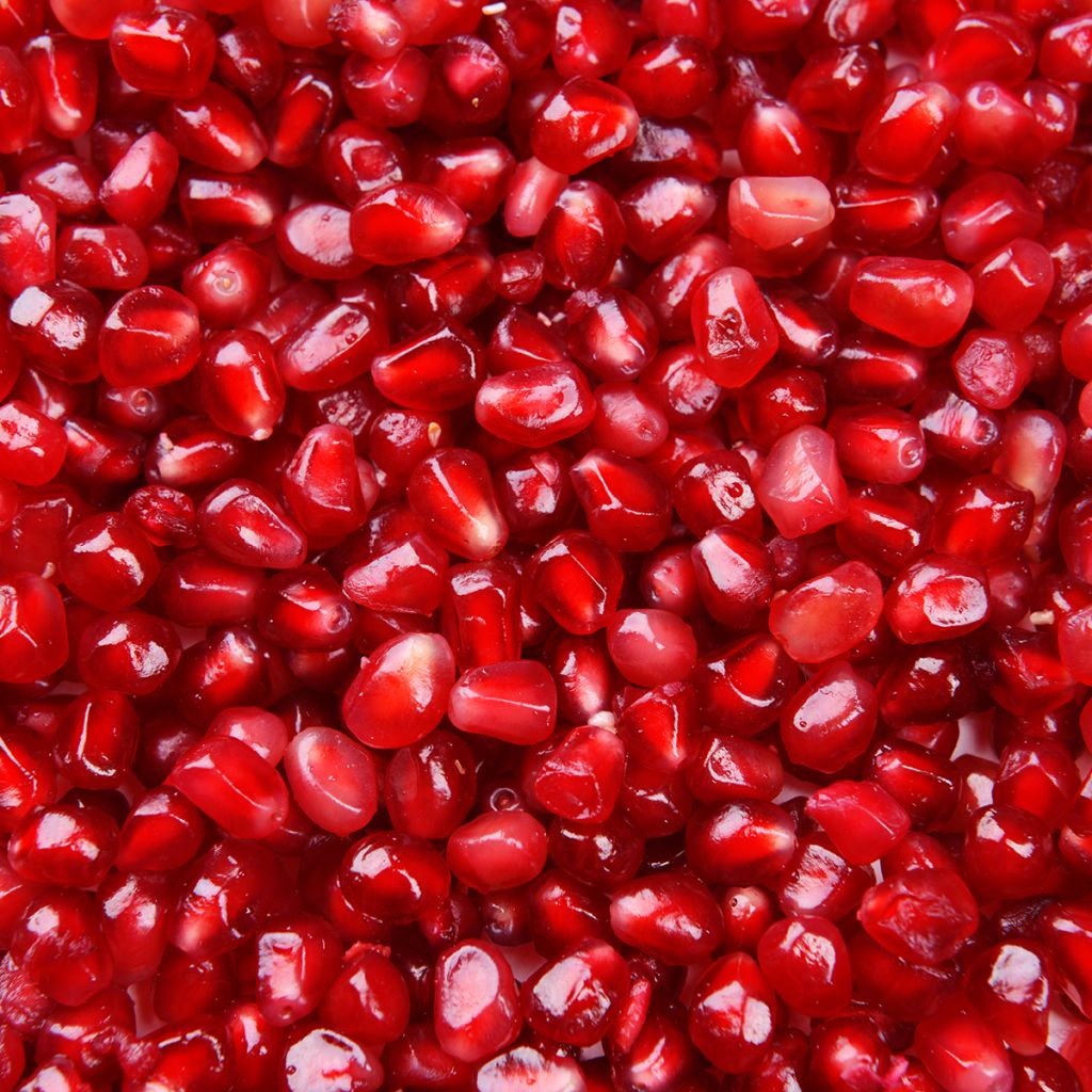 Graines de Punica granatum  - Grenadier à fruits