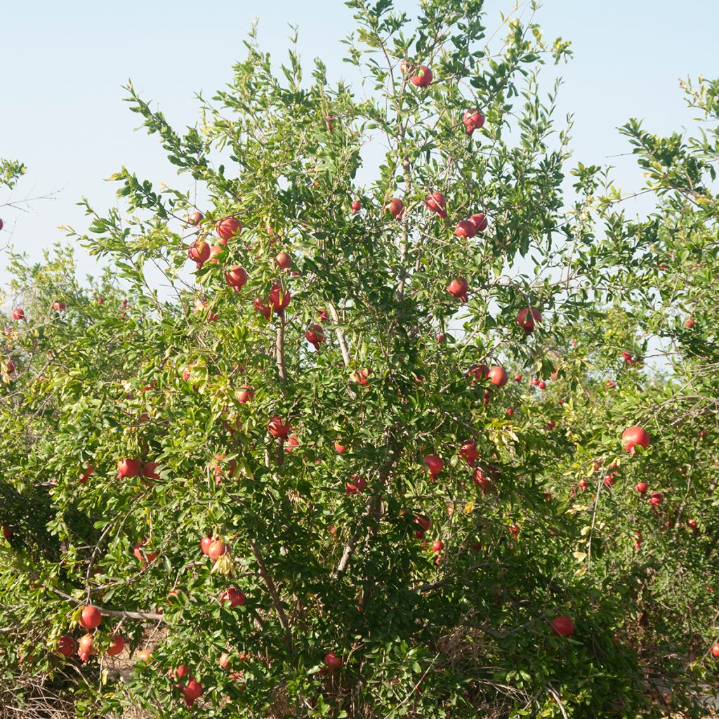 Graines de Punica granatum  - Grenadier à fruits