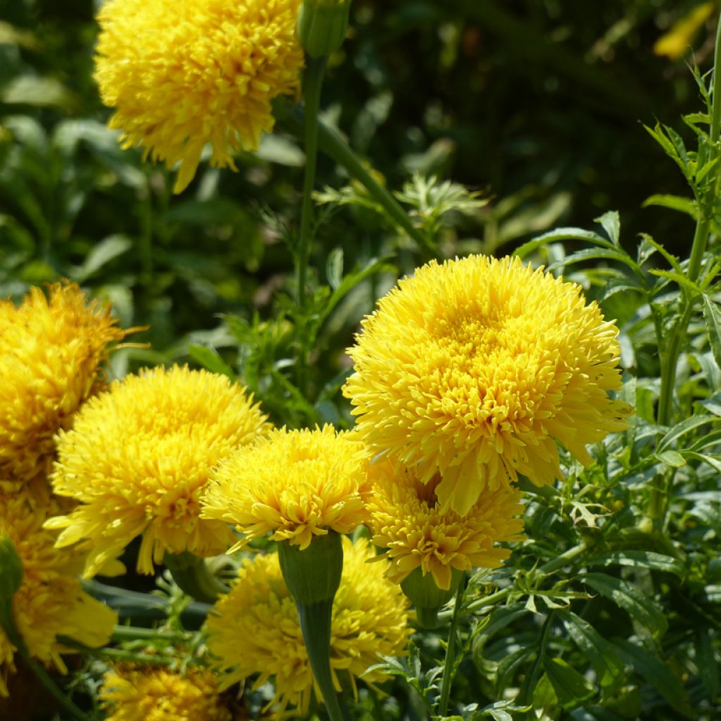 Graines de Rose d'Inde Fantastic Yellow - Tagetes erecta