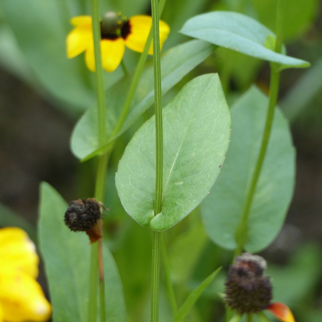 Graines de Rudbeckia Chapeau Mexicain - Rudbeckia amplexicaulis