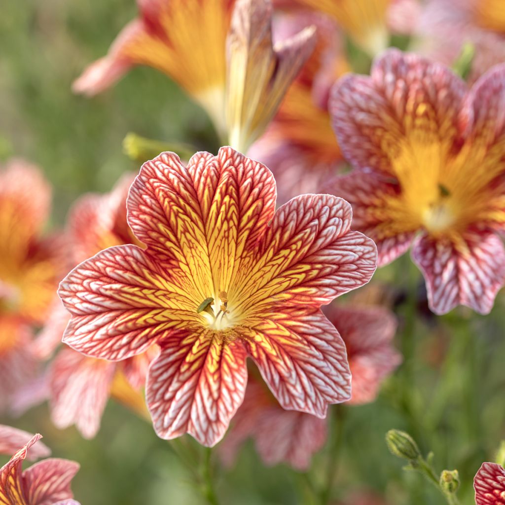 Graines de Salpiglossis sinuata Tora Red (graines enrobées)