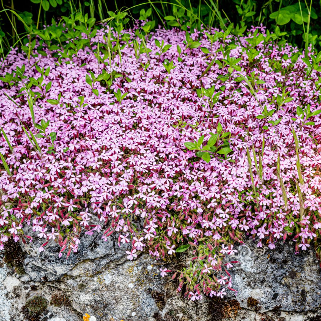 Graines de Saponaire de Montpellier - Saponaria ocymoides