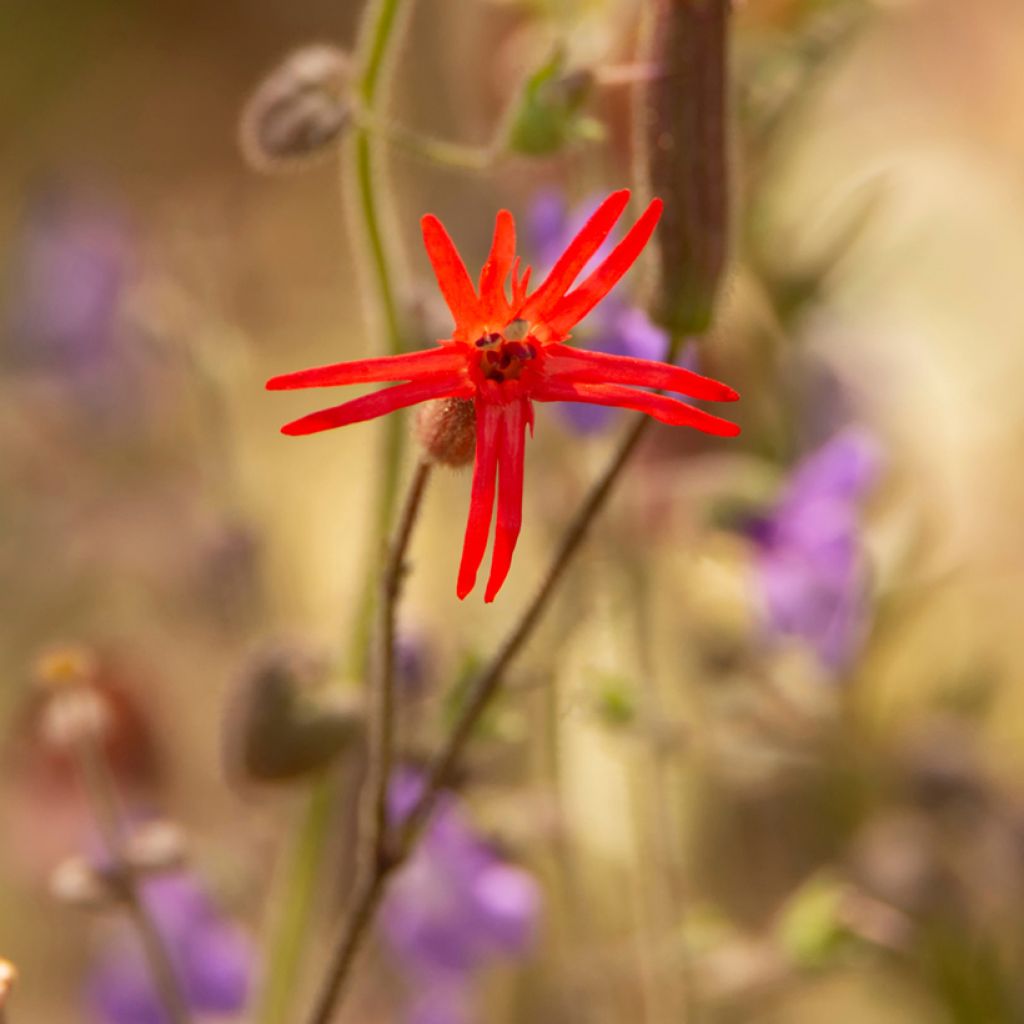 Graines de Silene laciniée Jack Flash - Silene laciniata 