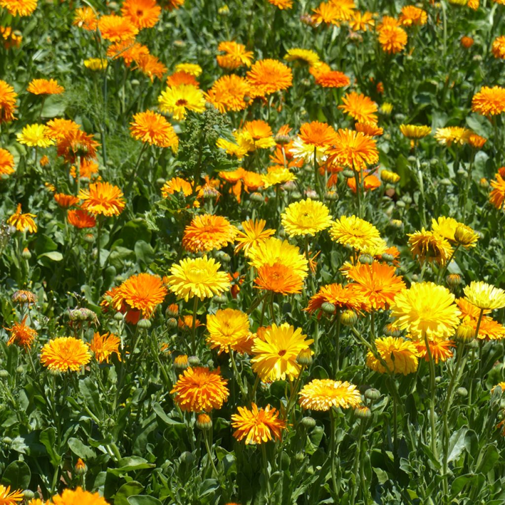Graines de Souci Pacific Beauty Mix - Calendula officinalis