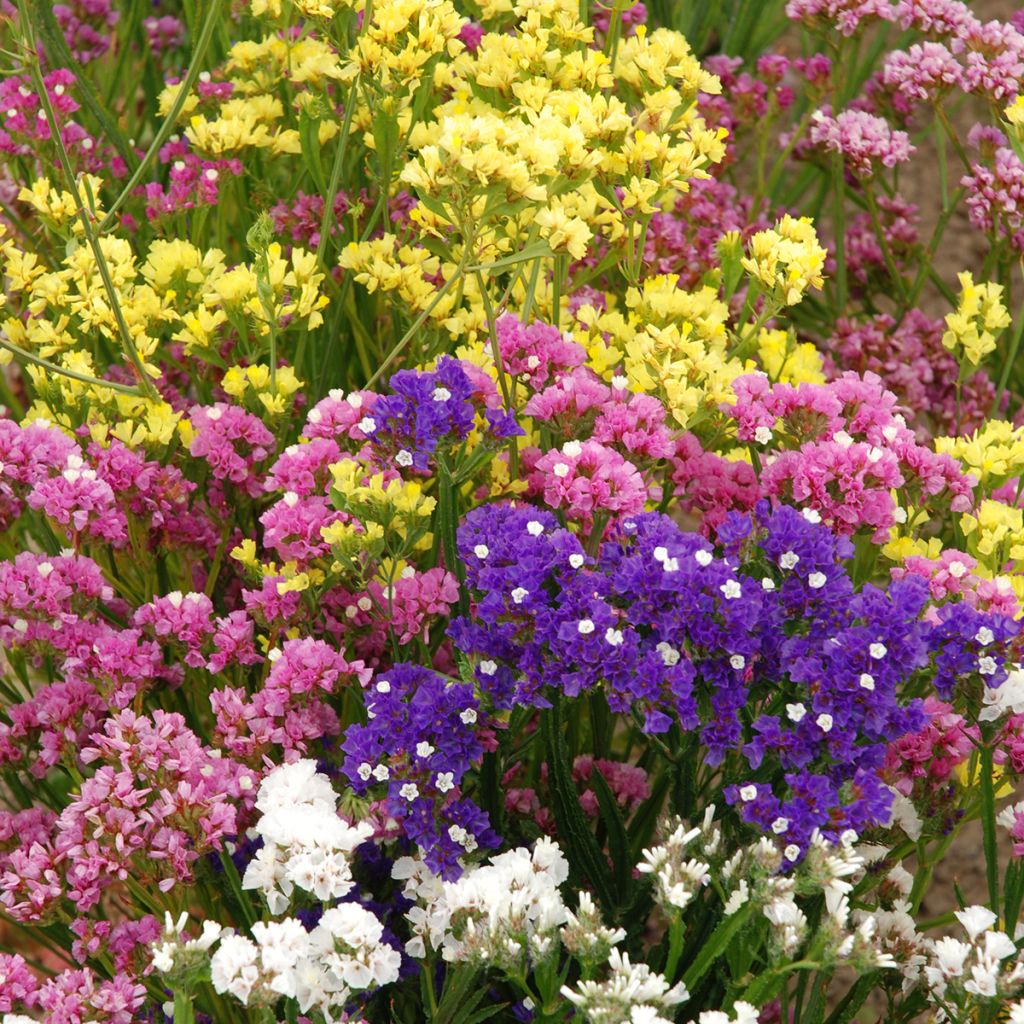 Graines de Statice Forever Rose - Limonium sinuatum
