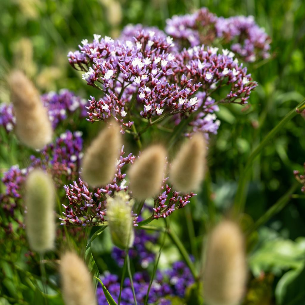 Graines de Statice Indie - Limonium perezii