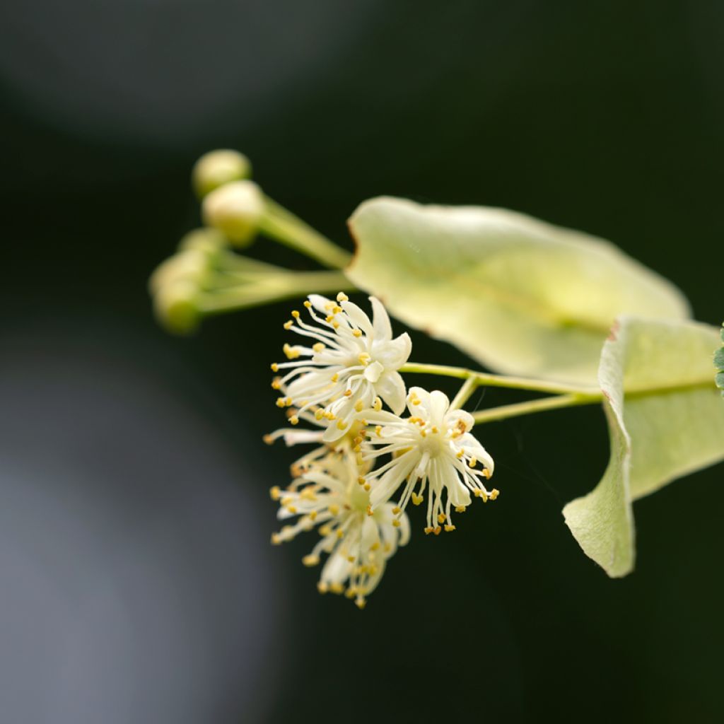 Graines de Tilleul à petites feuilles - Tilia cordata