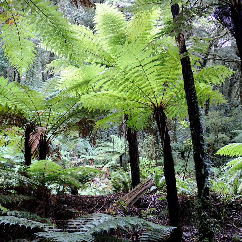 Graines de Tree Fern House & Garden Mixed  - Fougères arborescentes en mélange