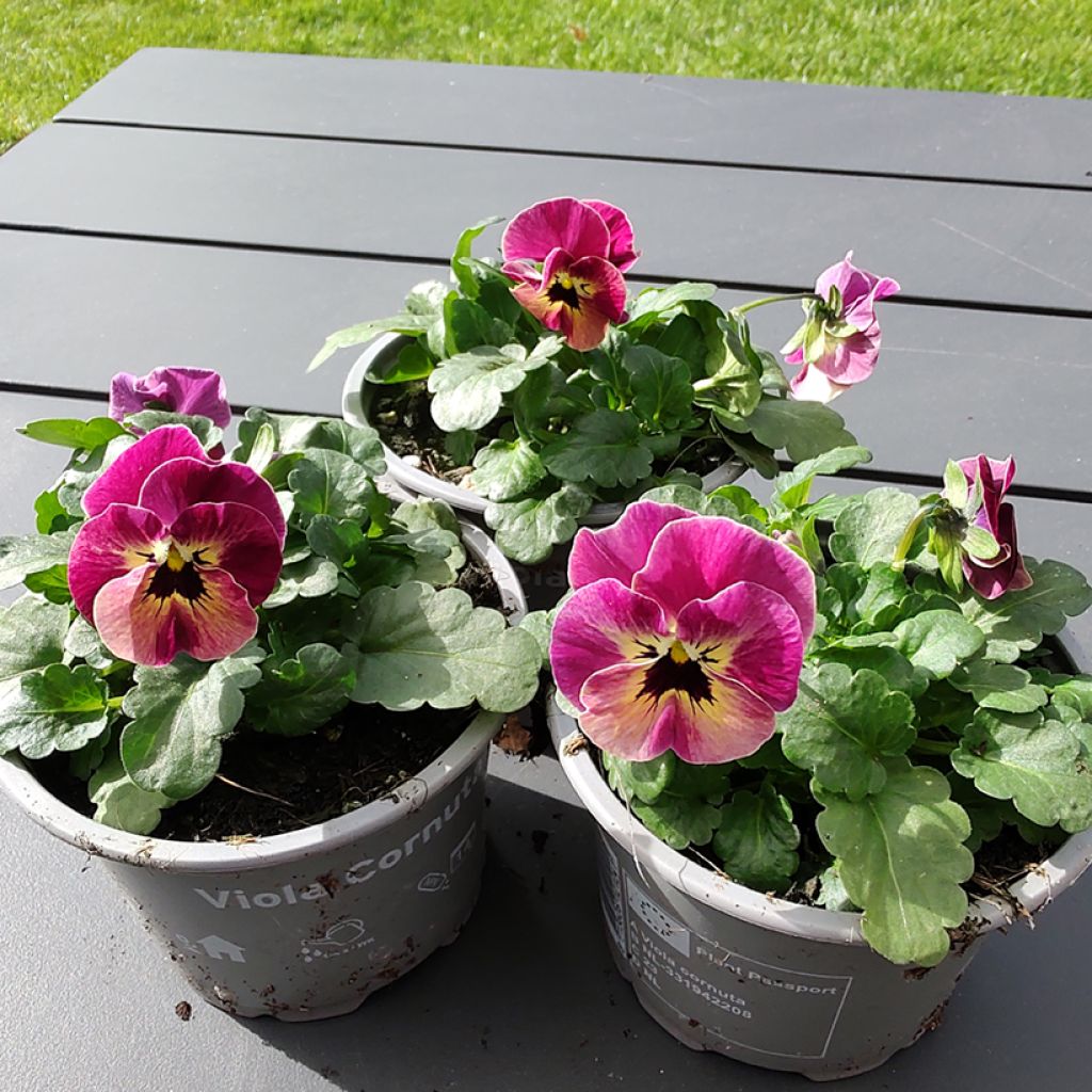 Graines de Viola cornuta Laeta Antique Shades