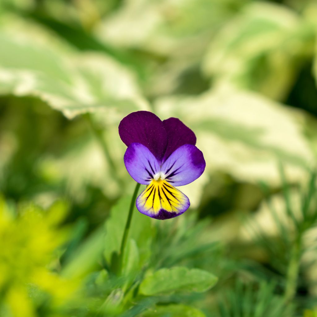 Graines de Viola tricolor - Pensée sauvage