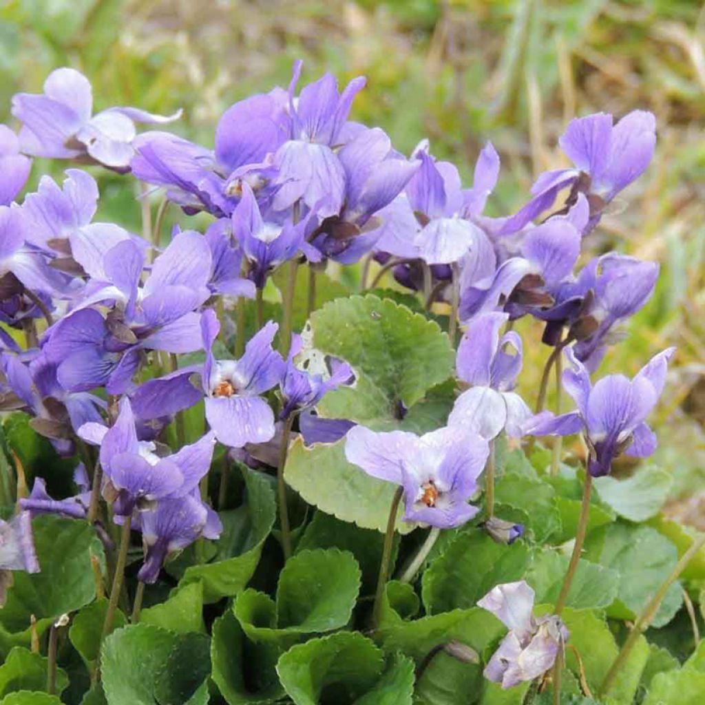 Graines de Violette odorante - Viola odorata
