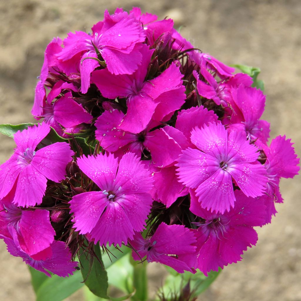 Graines d'Œillet de poète Etournelle Lilac - Dianthus barbatus