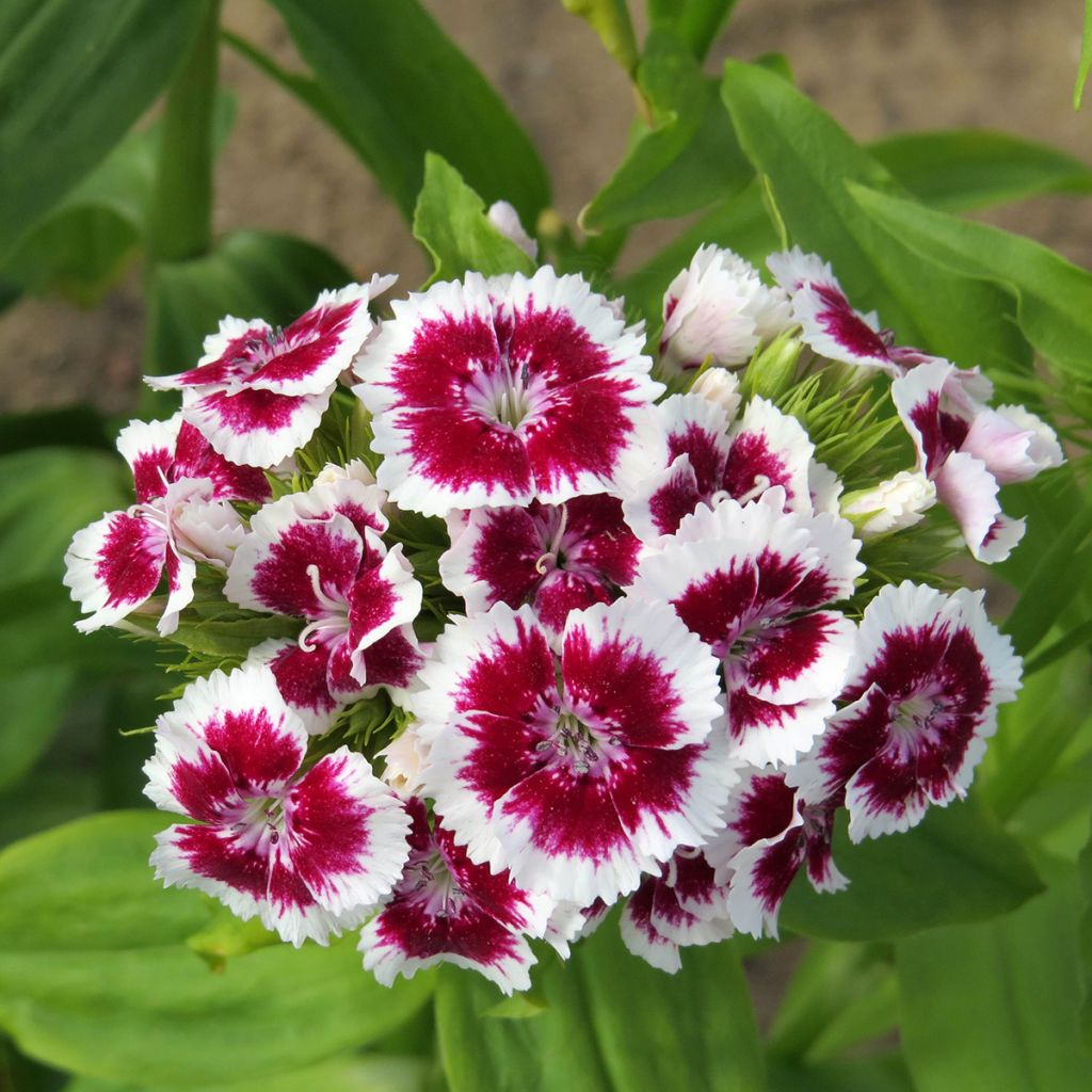 Graines d'Œillet de poète Etournelle White with Eye - Dianthus barbatus