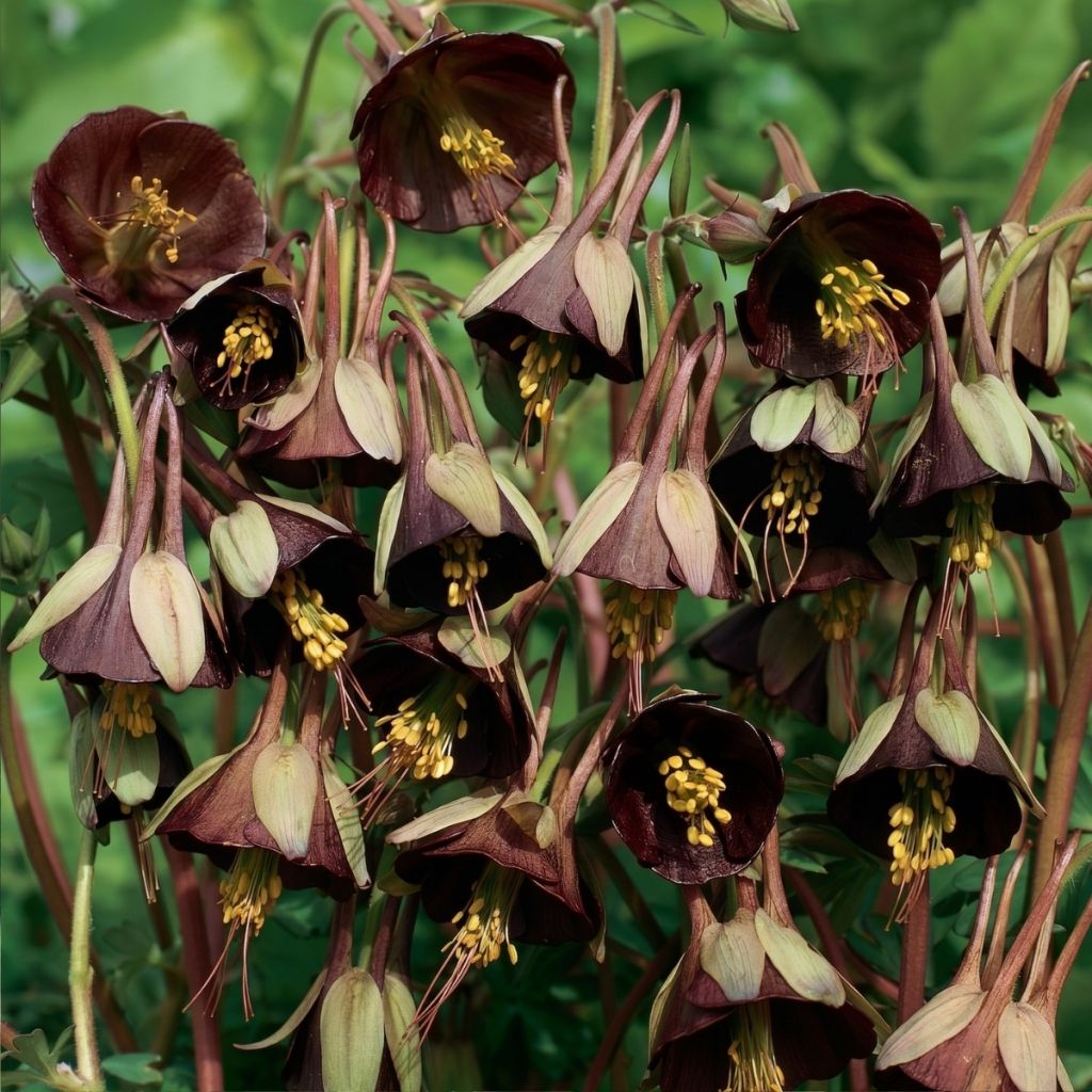 Graines d'Ancolie Chocolate Soldier - Aquilegia viridiflora