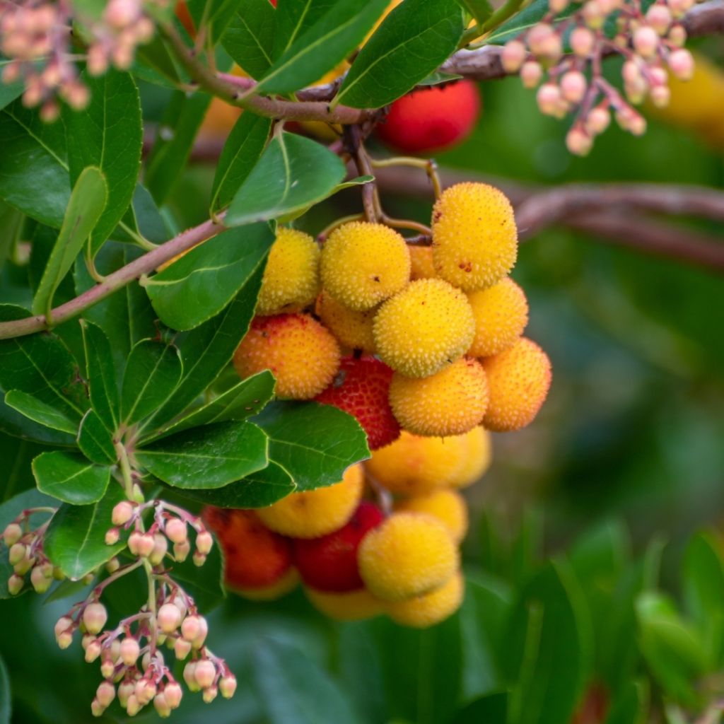 Graines d'Arbousier - Arbutus unedo