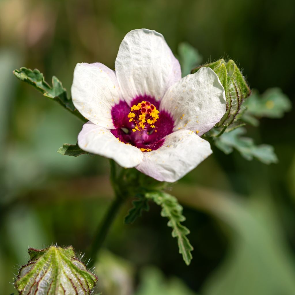Graines d'Hibiscus trionum