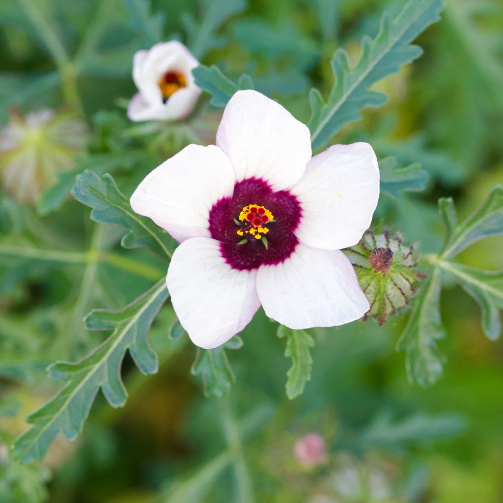Graines d'Hibiscus trionum