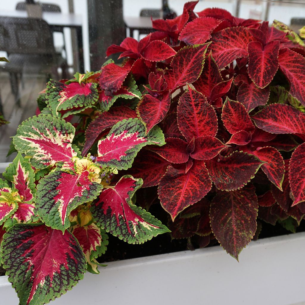 Graines de Coléus Kong en mélange - Solenostemon scutellaroides