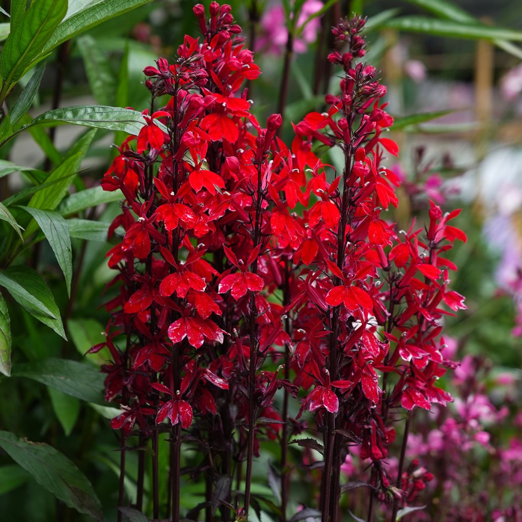 Graines de Lobelia speciosa Fan Scarlet (graines enrobées)