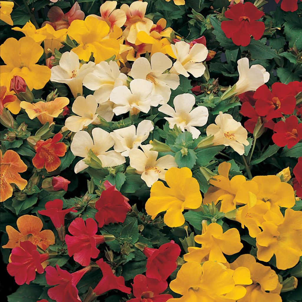 Graines de Mimulus Mystic Mixed F1 Hybrid 