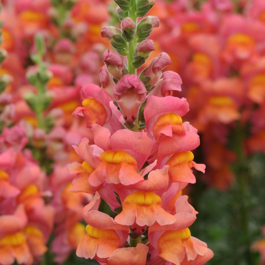 Graines de Muflier F1 Potomac Orange - Antirrhinum majus