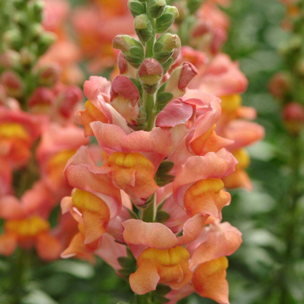 Graines de Muflier F1 Potomac Orange - Antirrhinum majus