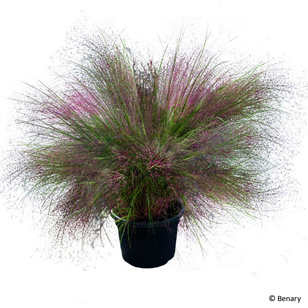 Graines de Muhlenbergia reverchonii Rosy