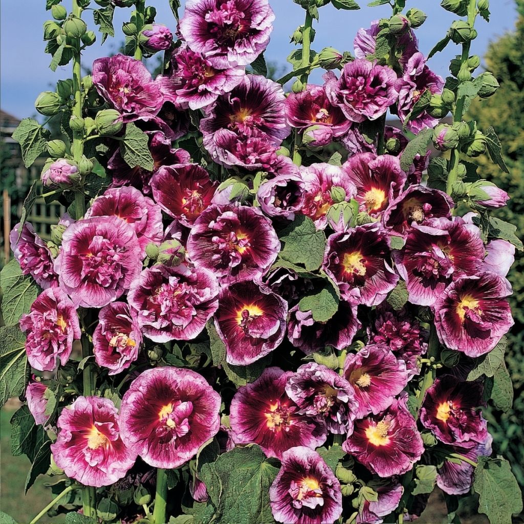 Graines de Rose trémière Crème de cassis - Alcea rosea