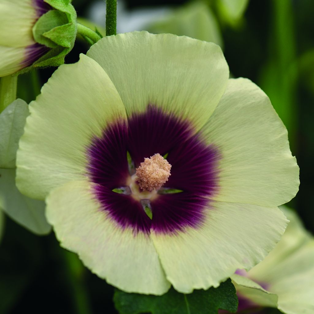 Graines de Rose trémière Halo Cream - Alcea rosea