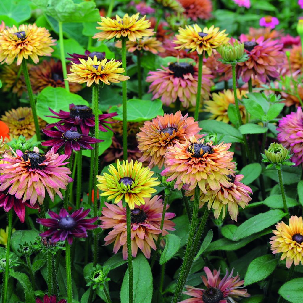 Graines de Rudbeckia Caramel mixed  en mélange ( Sahara Mix)