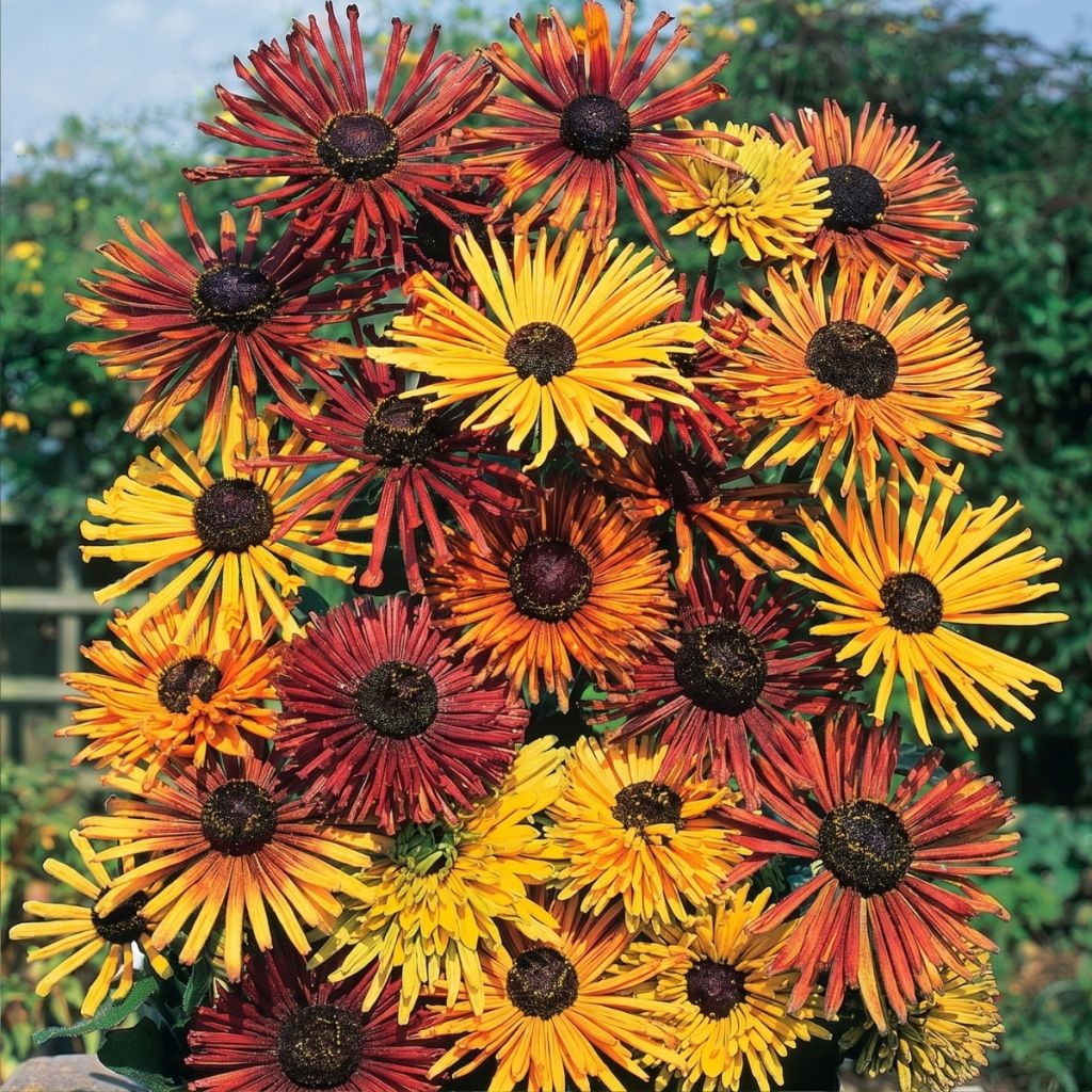 Graines de Rudbeckia Chim Chiminee - Rudbeckia hirta
