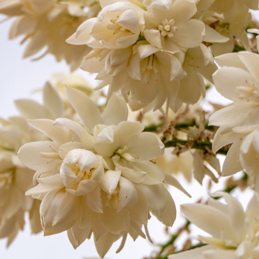 Graines de Yucca bleu - Yucca rostrata