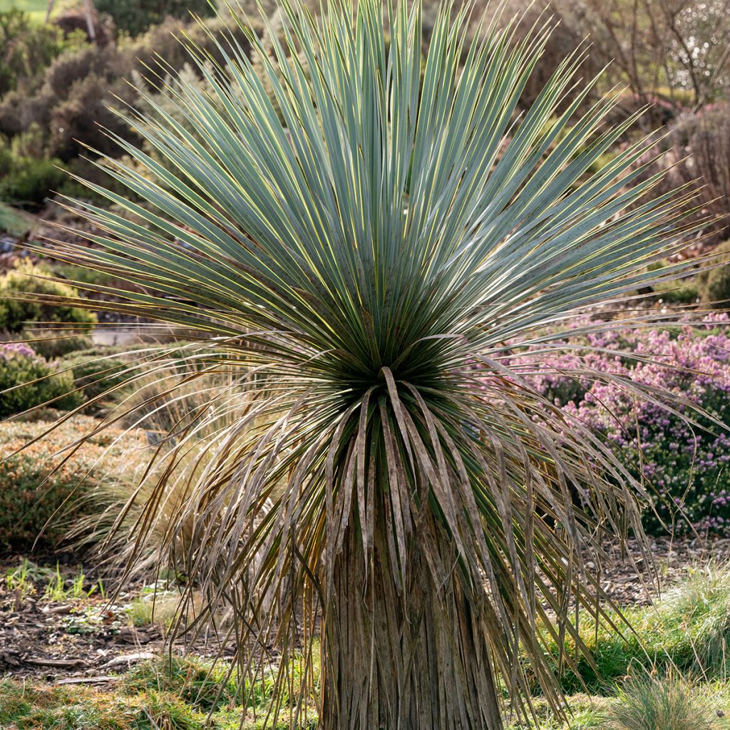Graines de Yucca bleu - Yucca rostrata