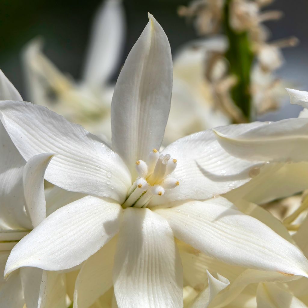 Graines de Yucca bleu - Yucca rostrata