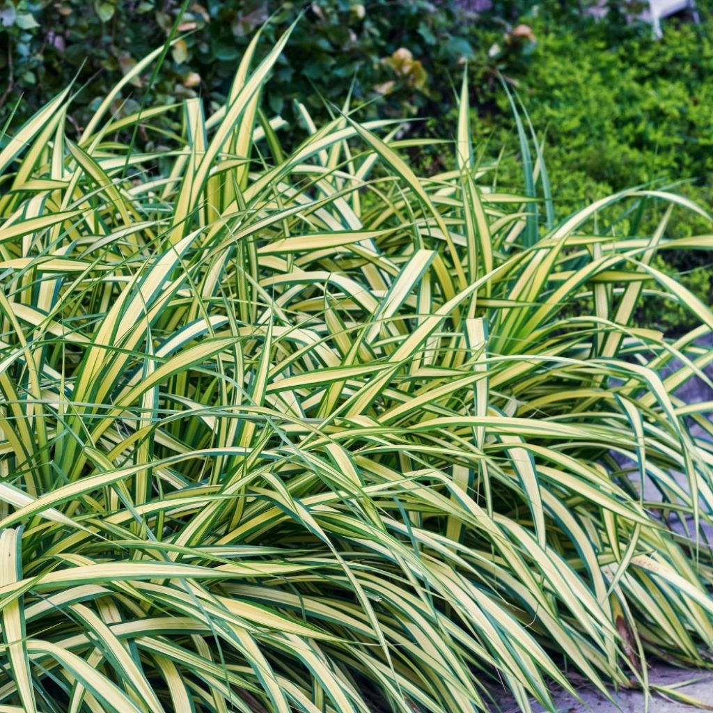Carex oshimensis Evergold 