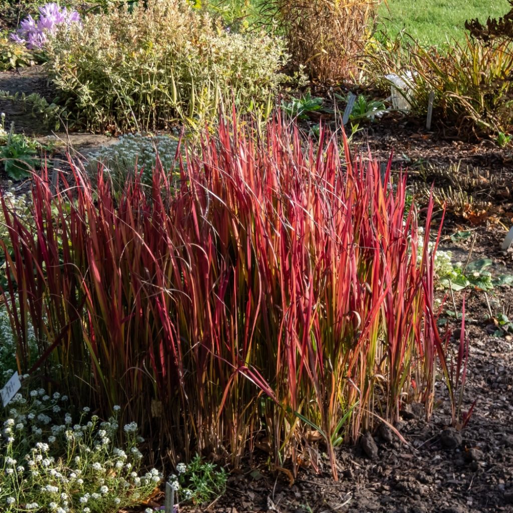 Imperata cylindrica Red Baron