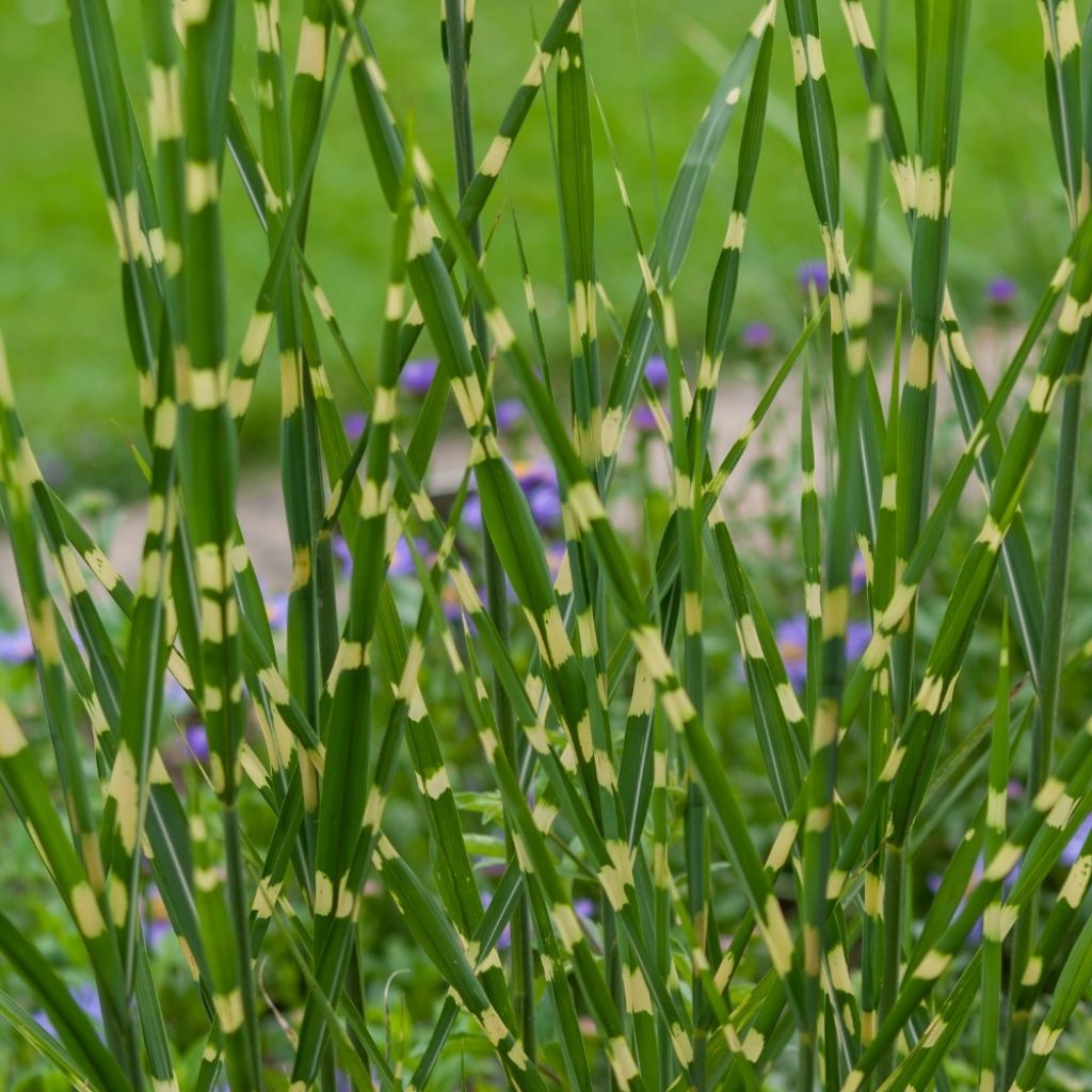 Miscanthus sinensis Zebrinus - Roseau de Chine