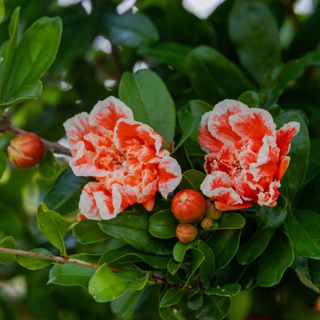 Grenadier à fleurs - Punica granatum California Sunset
