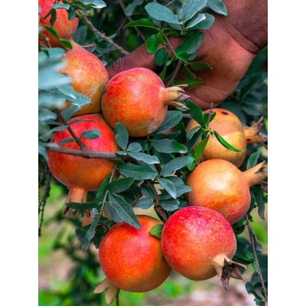 Grenadier à fruits - Punica granatum Provence