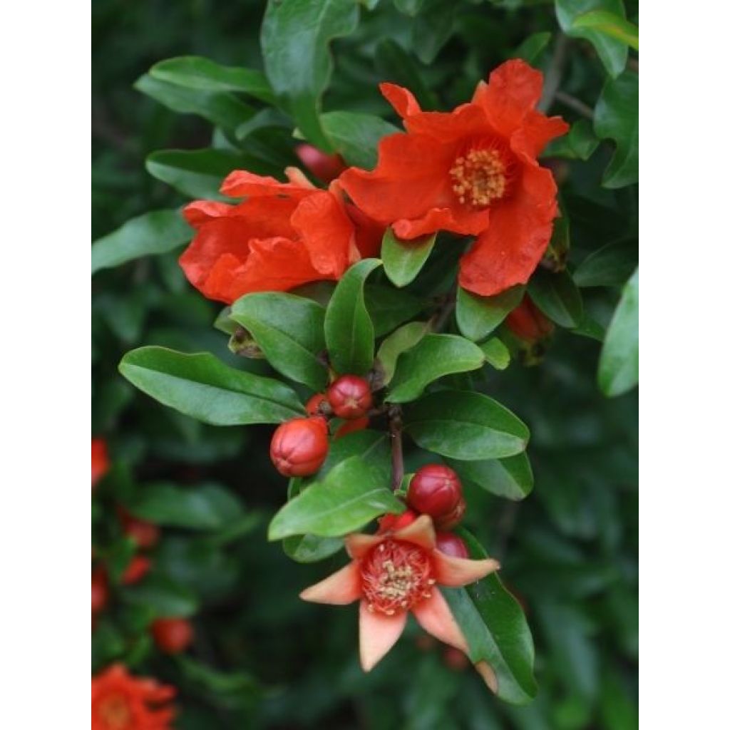 Grenadier à fruits - Punica granatum Wonderful