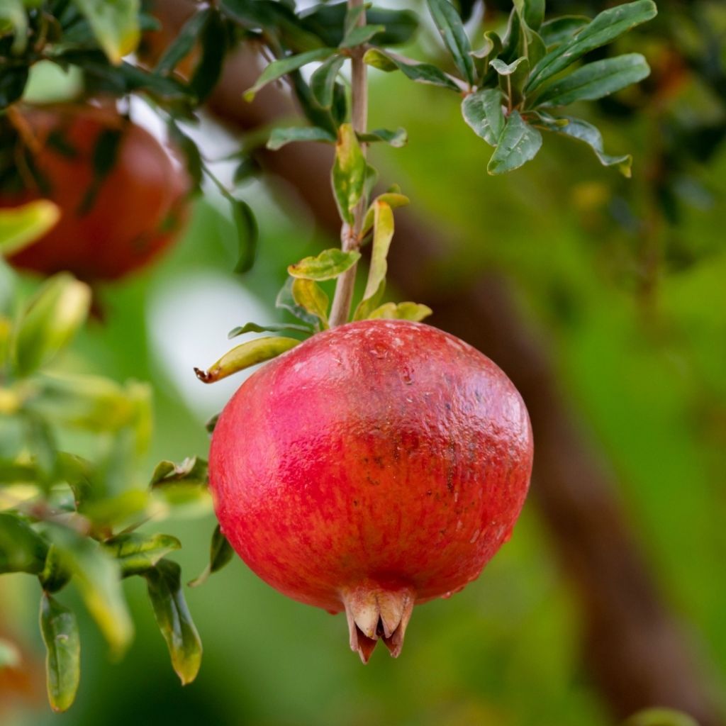 Grenadier à fruits - Punica granatum Provence